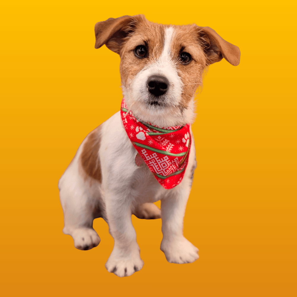 Jack Russell terrier puppy wearing a red bandana