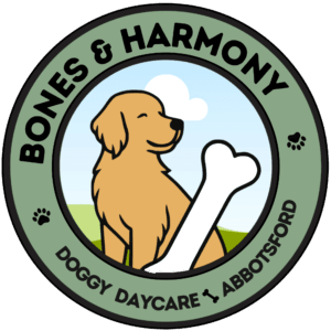 Bones & Harmony doggy daycare and dog grooming, Abbotsford