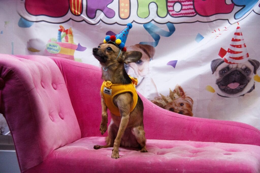 Pup in a party hat celebrating a dog birthday party at Bones & Harmony